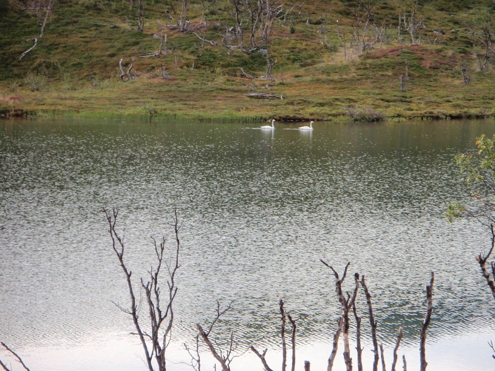 Sjursjok 20